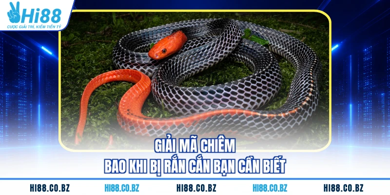 Giải mã chiêm bao khi bị rắn cắn bạn cần biết