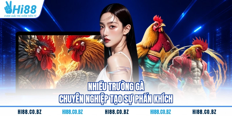 Nhiều trường gà chuyên nghiệp tạo sự phấn khích